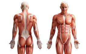 anatomy