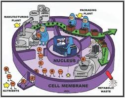 Love This Drawing A Simplified Illustration Of Cell Metabolism Depicting The Cell As A Factory Teaching Biology Biology Classroom Science Cells Biology