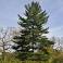 Image of How tall is a average tree?
