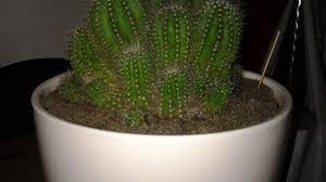 Learn how to make a balloon cactus. Balloon Cactus Rayagarden