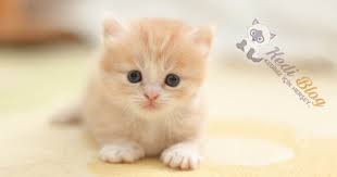 En Sevimli Kedi Turleri Ve Kedi Cinsleri En Tatli Kedi Turleri Ve Ozellikleri
