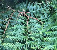 The name arborvitae or tree of life dates from the 16th century when the french. White Cedar Leaf Essential Oil Blue Ridge Aromatics Handcrafted Essential Oils
