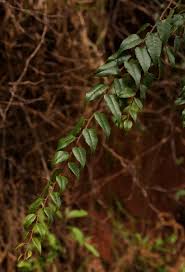 Image result for Gerrardinaceae