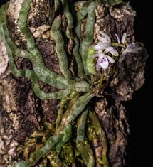 Image result for Taeniophyllum