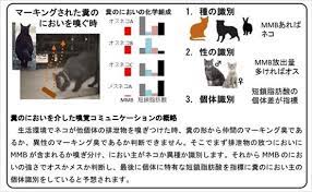 岩手大学 ネコの縄張り行動 縄張り ネコ フェロモン