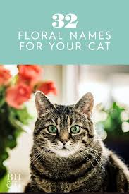32 Beautiful Flower Names You Ll Love For Your Cat In 2020 Girl Pet Names Cute Pet Names Girl Cat Names