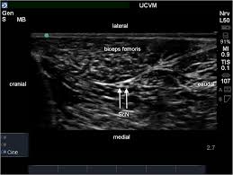 Maybe you would like to learn more about one of these? Blood Concentration Of Bupivacaine And Duration Of Sensory And Motor Block Following Ultrasound Guided Femoral And Sciatic Nerve Blocks In Dogs