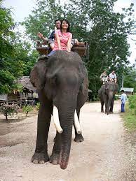 Elephant safari or you can say ride can be enjoyed at jaipur, especially at amer palace / amber fort. Elephant Camel Rides Wholesaler Manufacturer Exporters Suppliers Rajasthan India