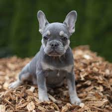 French bulldogs have several shades and color patterns, which give you the dog's ultimate appearance when blended. What Are The Most Popular Rare French Bulldog Colors