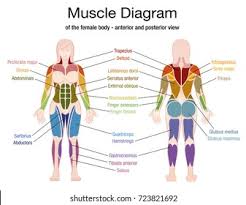 Almost every muscle constitutes one part of a pair of identical bilateral muscles, found on both sides, resulting in approximately 320 pairs of muscles, as presented in this article. Pregnant Body Diagram Muscle 1999 Escalade Wiring Diagram New Book Wiring Diagram
