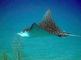 Eagle ray from our marine life series. Datei Eagle Ray Jb Jpg Wikipedia
