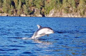 For over 60 years the vancouver aquarium has been a beloved place where memories are made. Hey Vancouver Aquarium Free The Whales Already Vancouver Is Awesome