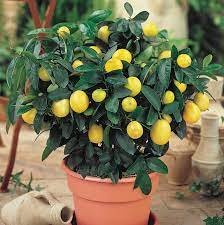 2.6 out of 5 stars 935. Dwarf Meyer Lemon Gurney S Seed Nursery Co