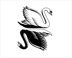 Black And White Swan Tattoo The Search For Black Swans Swan Tattoo Black Swan Tattoo Swan Drawing