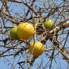 Image result for Strychnos innocua