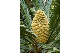 Image result for Encephalartos senticosus