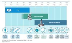 Resolving Power Of Microscopes Science Learning Hub