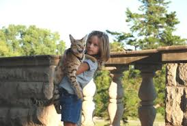 They are known to love water. Escaped High Filial Savannah Cat Terrifies London S Leafy Hampstead Poc