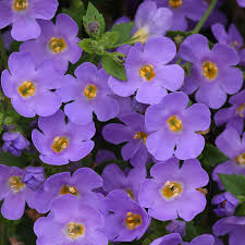 Large flowers size with good branching. Bacopa Versa Blue Les Serres Michel Van De Walle Inc