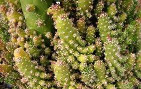 Resembling a christmas tree or mini pine tree. Plantfiles Pictures Austrocylindropuntia Species Eve S Needle Christmas Tree Cactus Austrocylindropuntia Subulata F Monstrosa By Kell