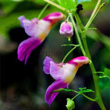 105pcs Bag Parrot Orchid Flower Seeds Rare Colorful Look Like Parrot Plant Orchid Seeds Flower Seeds Unusual Flowers