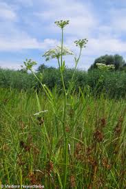 Image result for Berula erecta