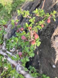 Image result for Fuirena obcordata