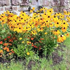 Image result for Rudbeckia hirta