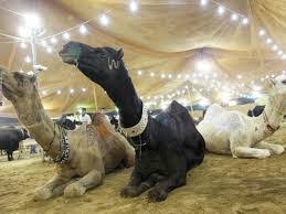 Map of cost of living in pakistan. Camels For Sale At Eid Ul Azha In Islamabad