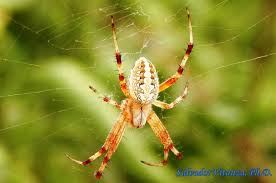 Image result for Arachniodes webbiana