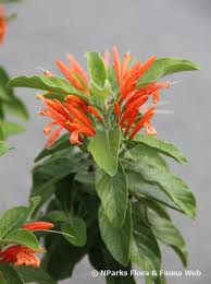 Image result for Justicia spicigera