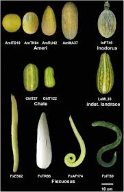Image result for Cucumis melo
