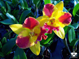 Potinara Burana Beauty Orchideen Orchidee Orchideengarten Orchid Orchids Orchidaceae Dahlenburg Wendland Niedersachs Orchideen Garten Orchideen Beauty