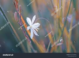 Image result for Trachyandra saltii