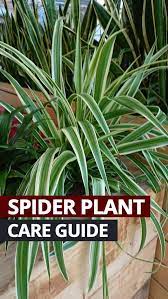 Both ferns and spider plants also grow well in bathrooms or humid areas. Spider Plant Chlorophytum Comosum Guide Our House Plants