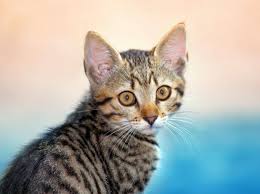 Der #adventskalender hängt seit gestern abend. Warum Katzen Immer Nach Hause Finden