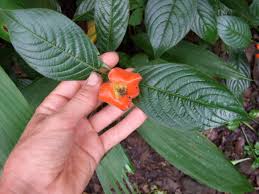 Image result for Psychotria vogeliana