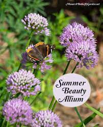 Summer Beauty Allium Flowers Butterfly Garden Plants Allium Flowers Summer Beauty