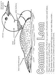 Black And White Spotted Bird Ontario Common Loon With Labels Canadian Symbols Common Loon Coloring Pages