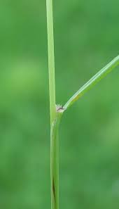 Image result for Agrostis pilgeriana