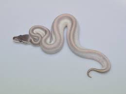 Purple Passion Calico Morph List World Of Ball Pythons Ball Python Morphs Ball Python Python