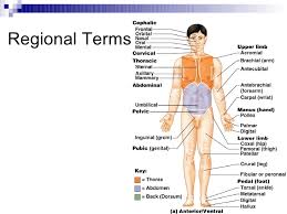 intro to anatomy powerpoint