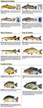 Black And White Spotted Catfish Catfish Fishing Tips Fish Saltwater Fishing