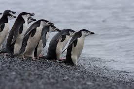 Emperor penguins are the largest species, with some big boys weighing in at 40kg. The Eight Great Penguin Species Of Antarctica