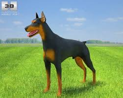 3d Model Doberman Pinscher C4d Obj 3ds Fbx Ma Lwo 94000 Doberman Pinscher Doberman Pinscher