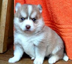 But is the pomsky the r. Pomeranian Husky Pomsky Breeders Photos Puppies Information