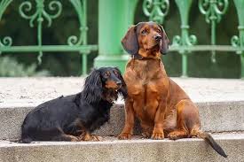 Image result for alpský brakýř jezevčíkovitý