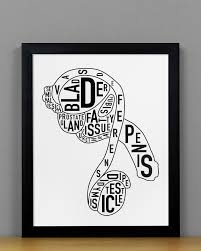 Now is a good time to pause the studying and familiarize yourself with this basic figure and the principles of drawing human body proportions. Male Reproductive Anatomy Art 8 X 10 Print In Black White