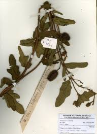 Image result for Clappertonia ficifolia