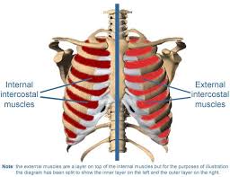 An inhalation is accomplished when the muscular diaphragm, at the floor of the thoracic cavity, contracts and flattens, while the contraction of intercostal muscles lift the rib cage up and out. Intercostals Muscles Of The Ribs Shiatsu Massage Martin Gibbens Lmt Shiatsu Massage Martin Gibbens Lmt
